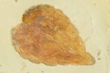 Two Fossil Leaves (Davidia & Zizyphus) - Montana #190352-2